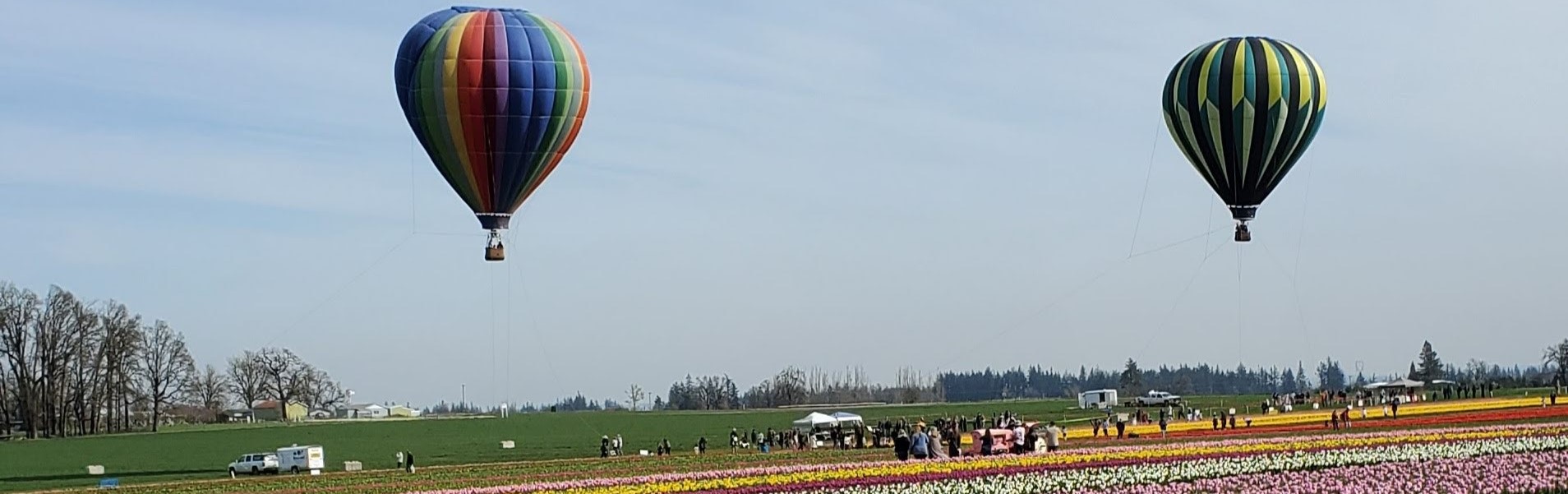 Woodburn Oregon tulip farm